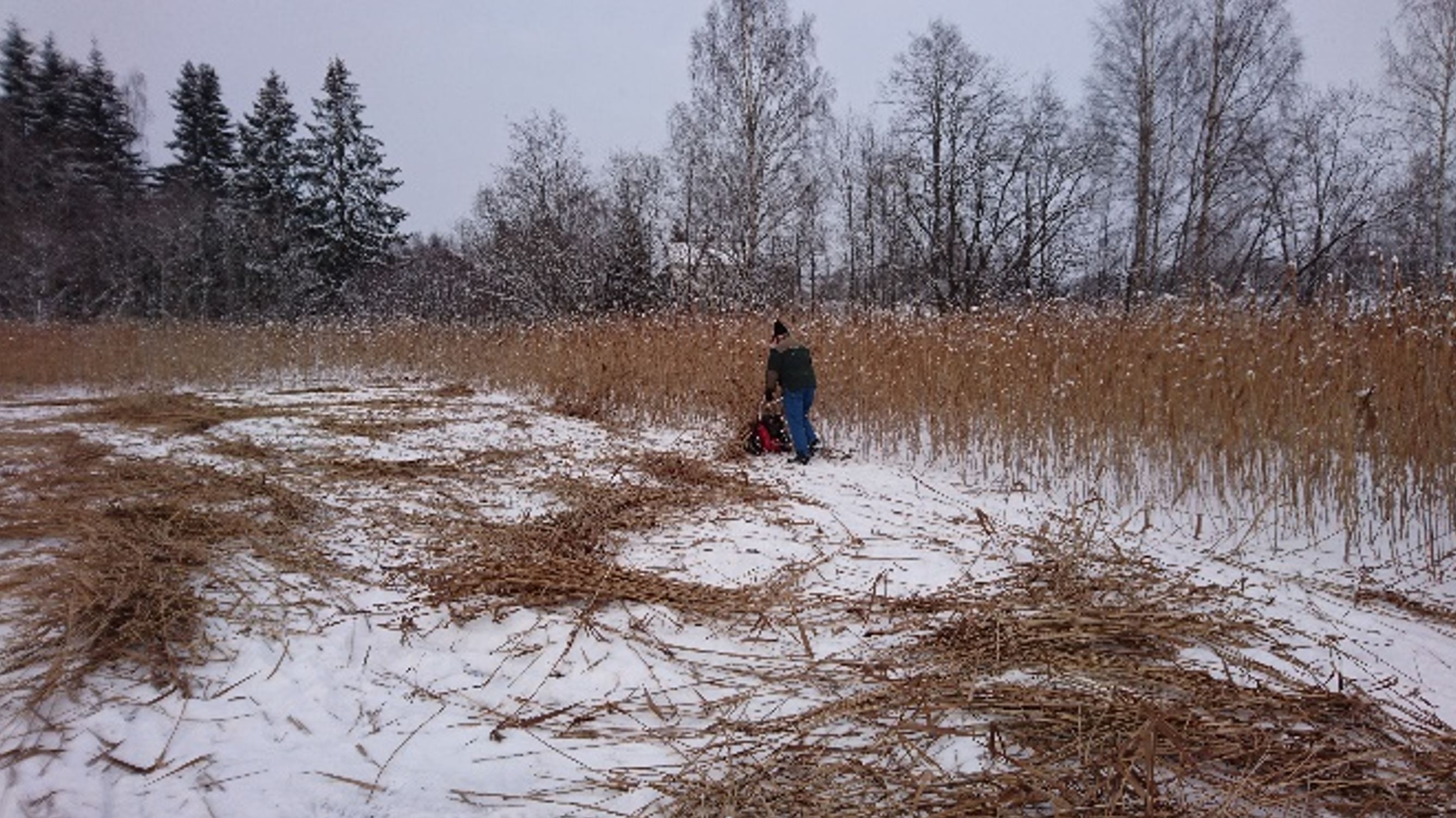 På vinterstid ble tohjulsslåmaskin brukt til å kutte sivet. Foto Arne Fossheim.