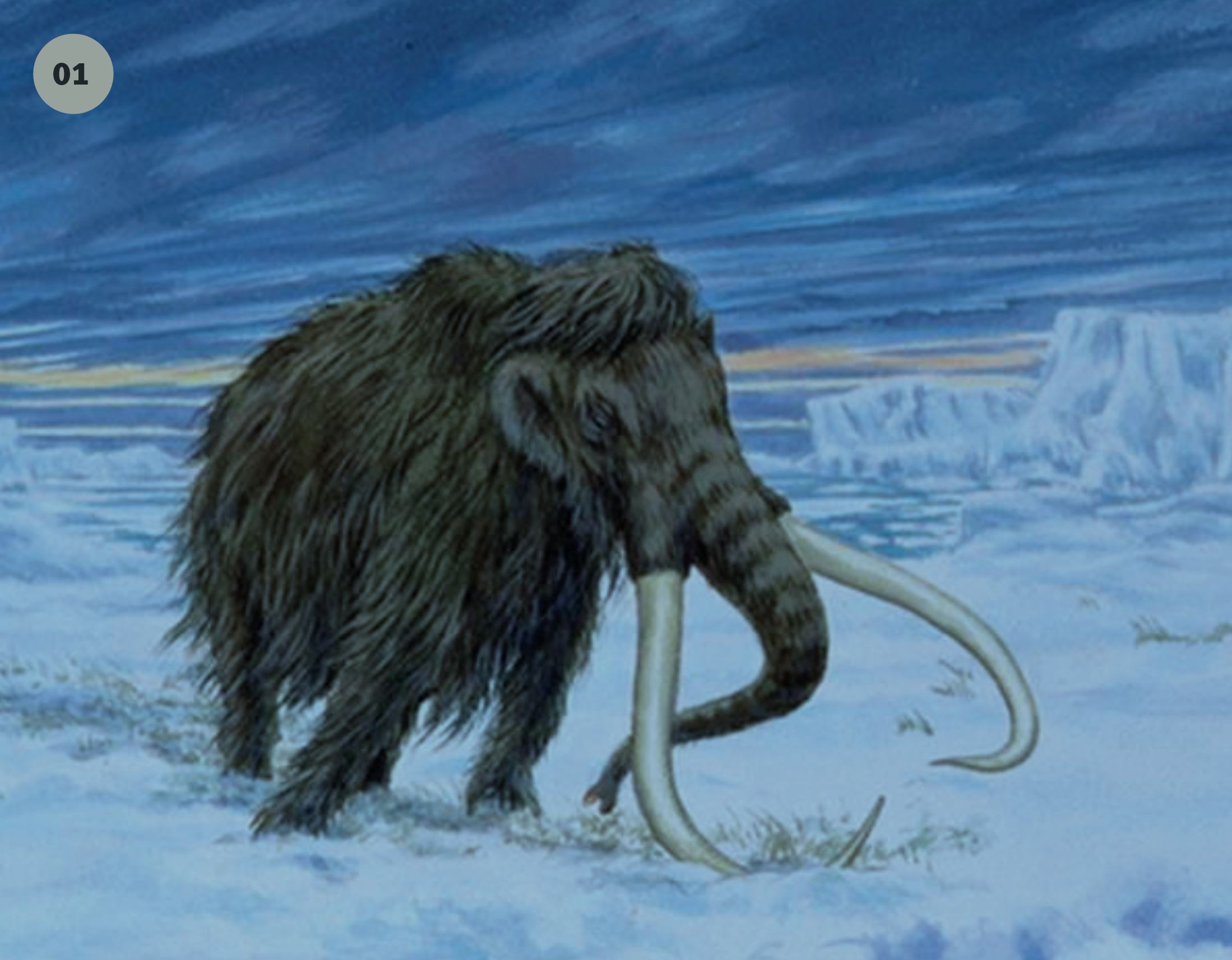 Mammuten rådde grunnen her på Grindvoll lenge
før menneskene inntok arenaen. Den var tilpasset
det kalde klimaet, men ble et offer for andre dyr og
menneskejakt da klimaet ble bedre.