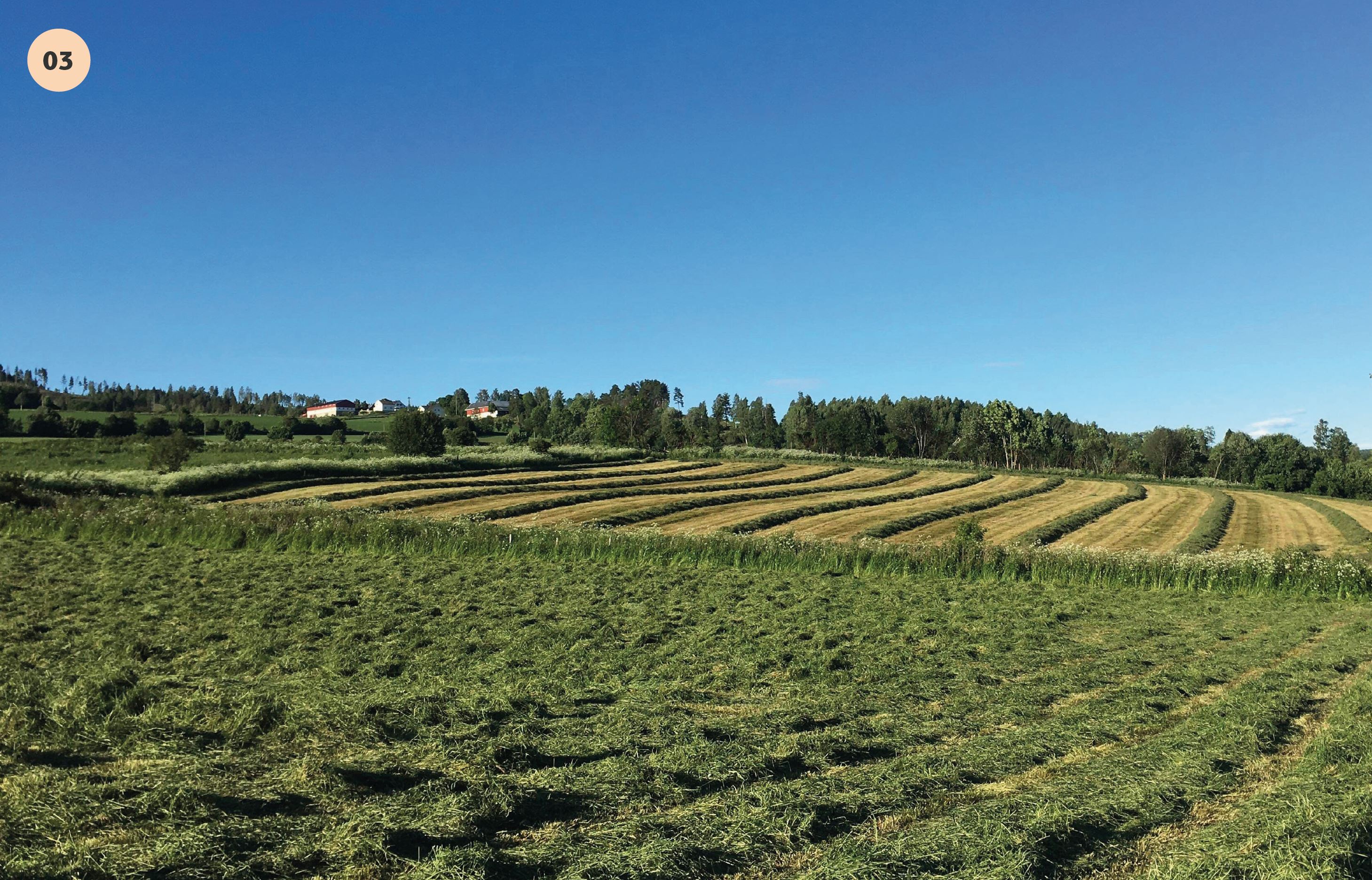 For grovforbasert
kjøttproduksjon har Lunner hatt en
positiv utvikling de siste årene, sett i
forhold til landsgjennomsnittet.
Foto: Øyvind Sogn.