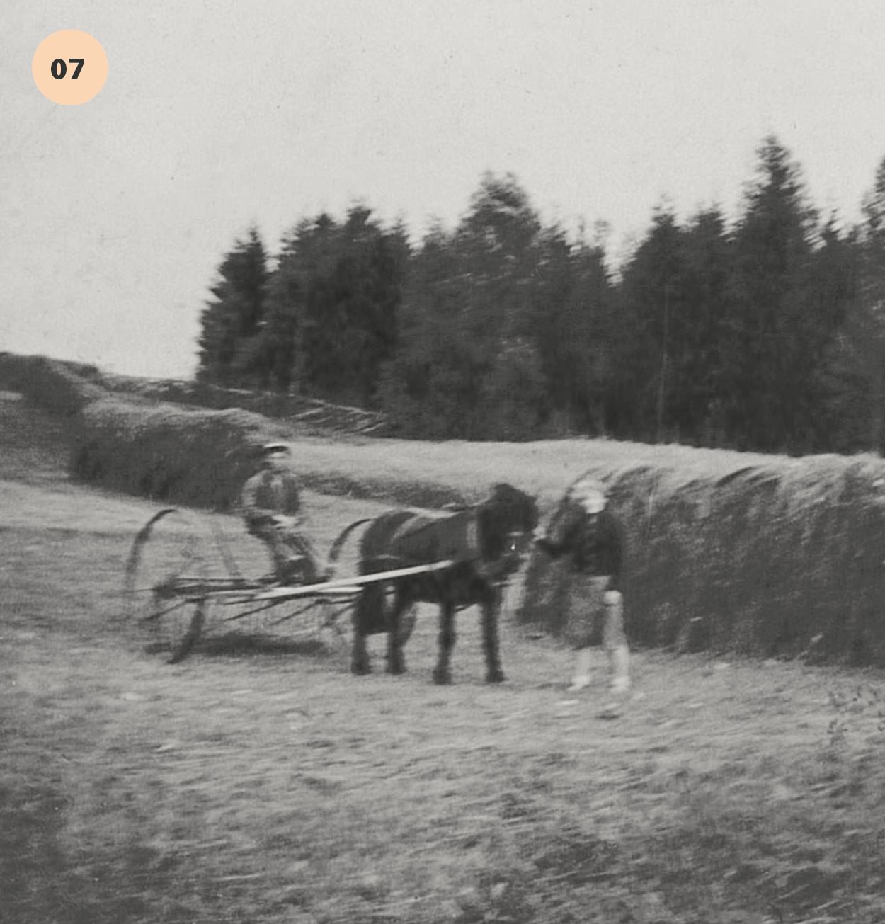 Bilde fra slåtten i
Finnlausområdet tidlig på 40-tallet.